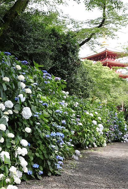 高幡不動尊金剛寺 関東三大不動 真言宗智山派別格本山 高幡不動尊金剛寺 新選組土方歳三の菩提寺