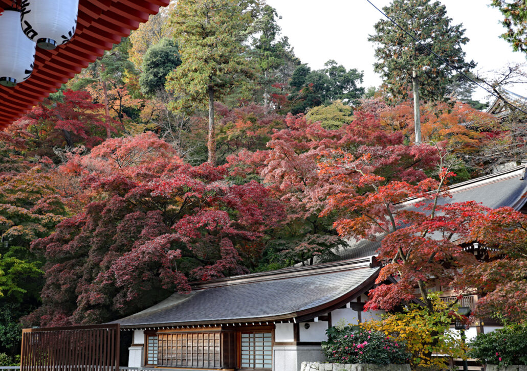 紅葉の状況 11月19日 高幡不動尊金剛寺