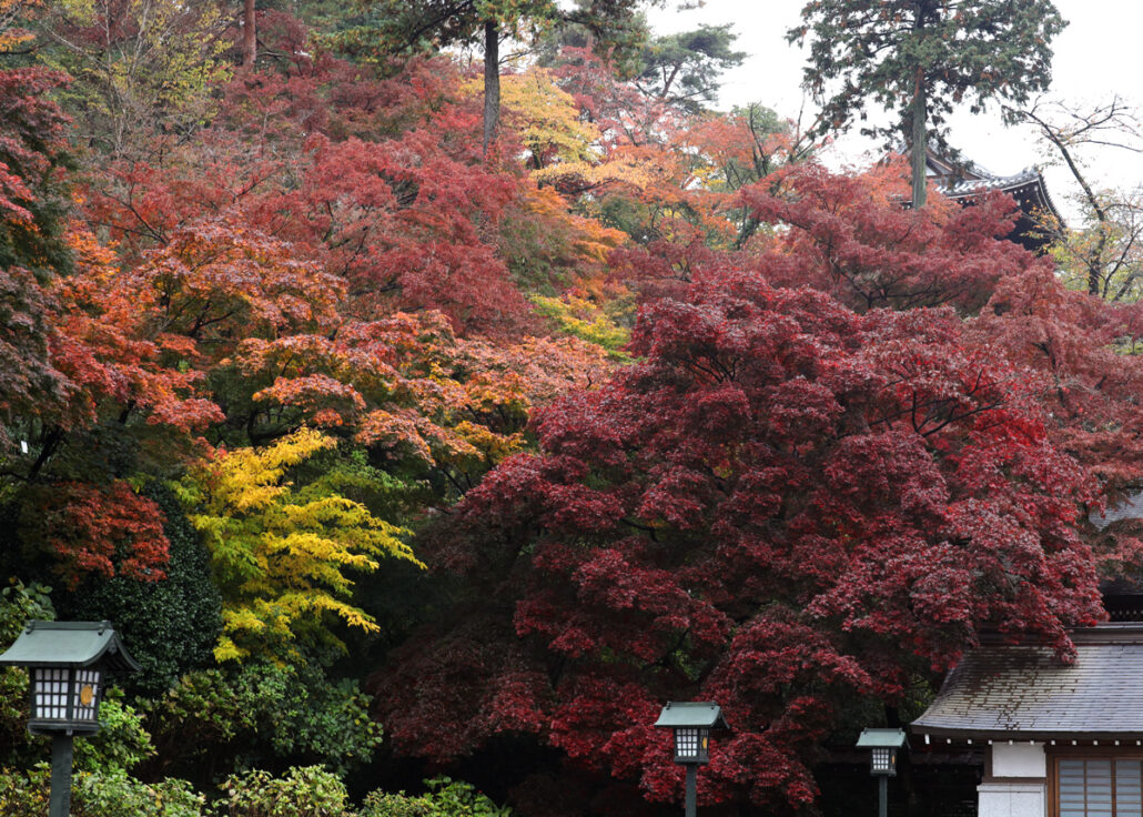 紅葉は見頃になりました 高幡不動尊金剛寺